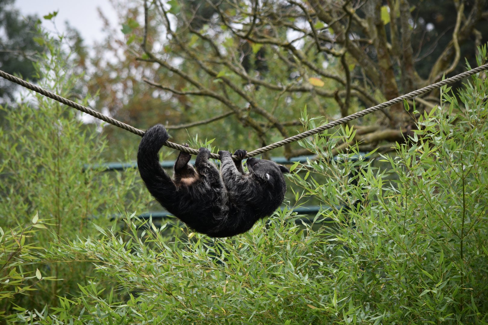 Palawan binturong