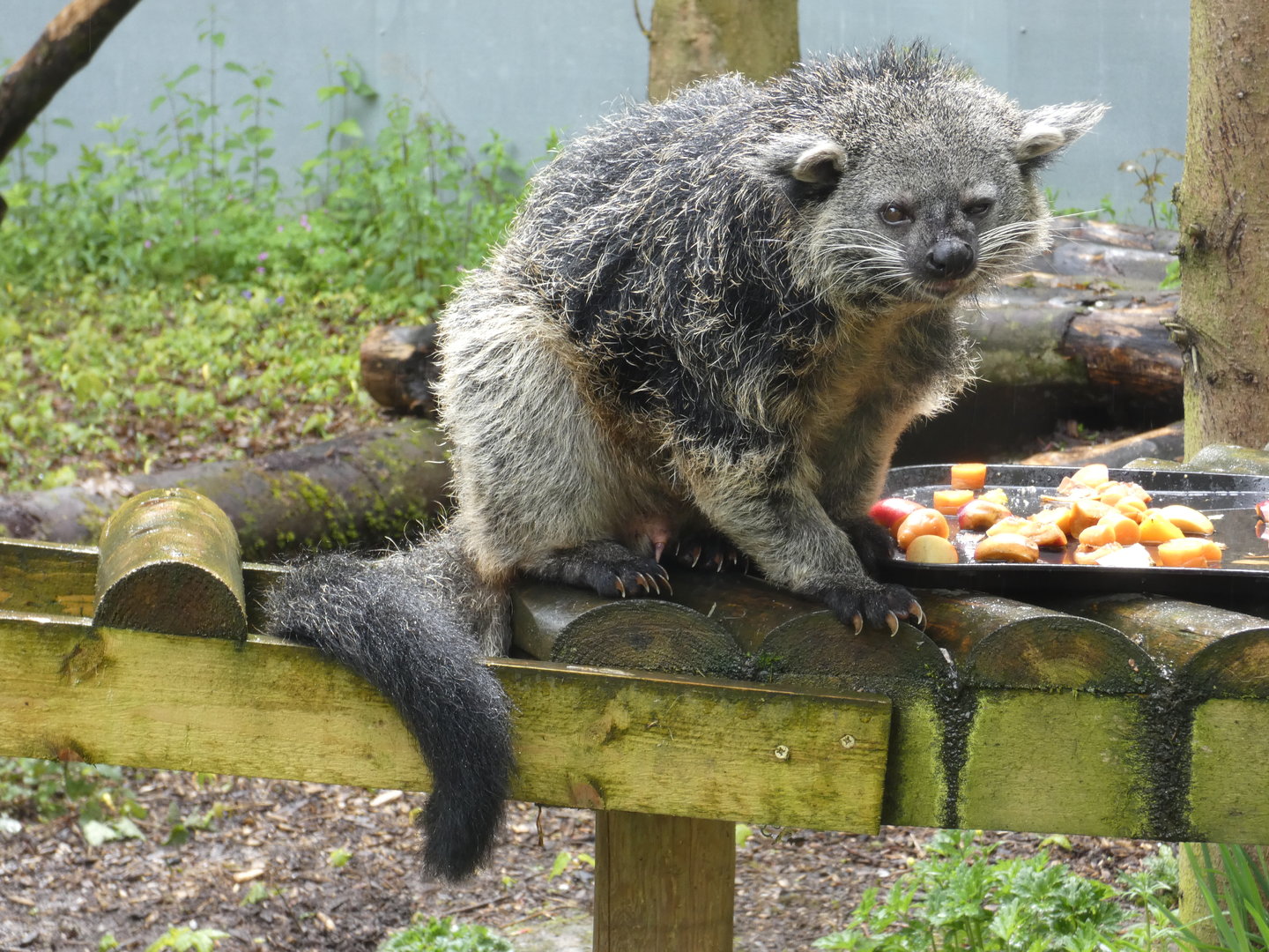 Palawan binturong