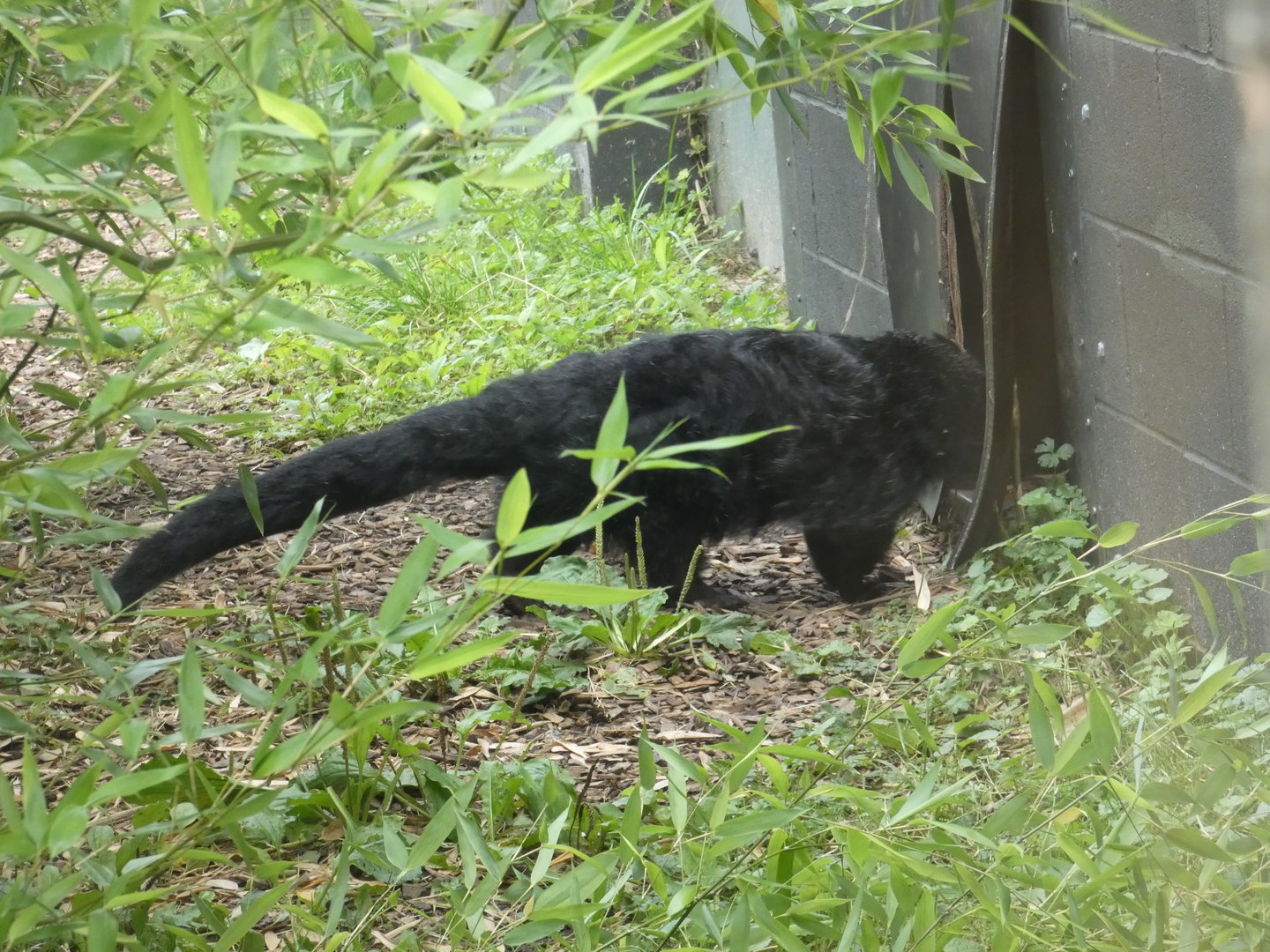 Palawan binturong