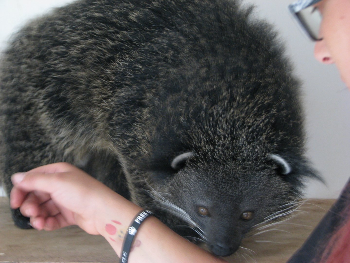 Palawan binturong