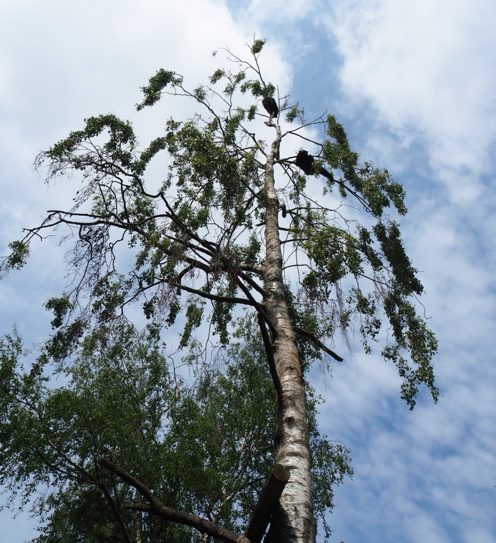 Palawan binturongs (Arctictis binturong whitei) in birch tree, 2019-05-25