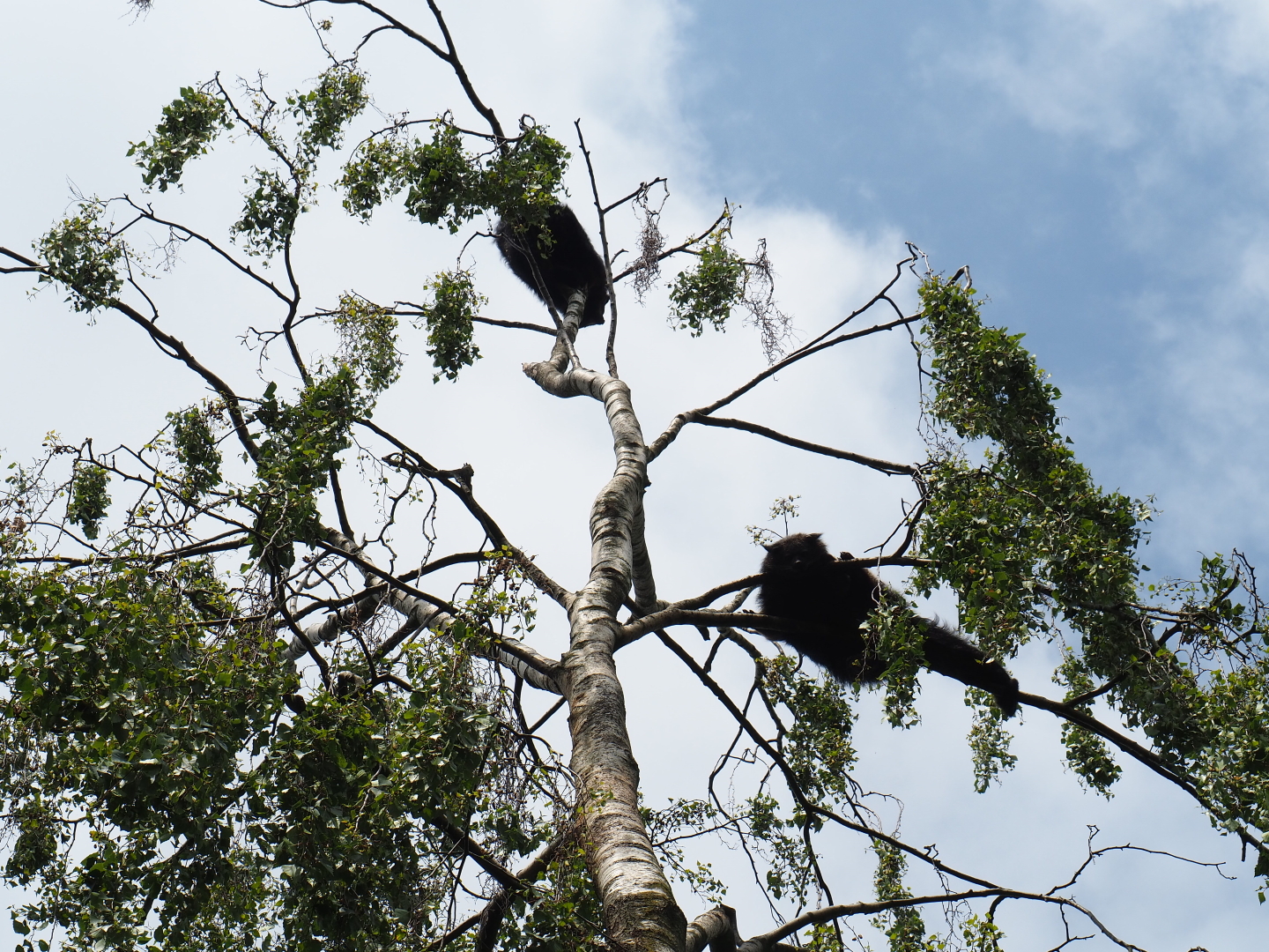 Palawan binturongs (Arctictis binturong whitei) in birch tree, 2019-05-25