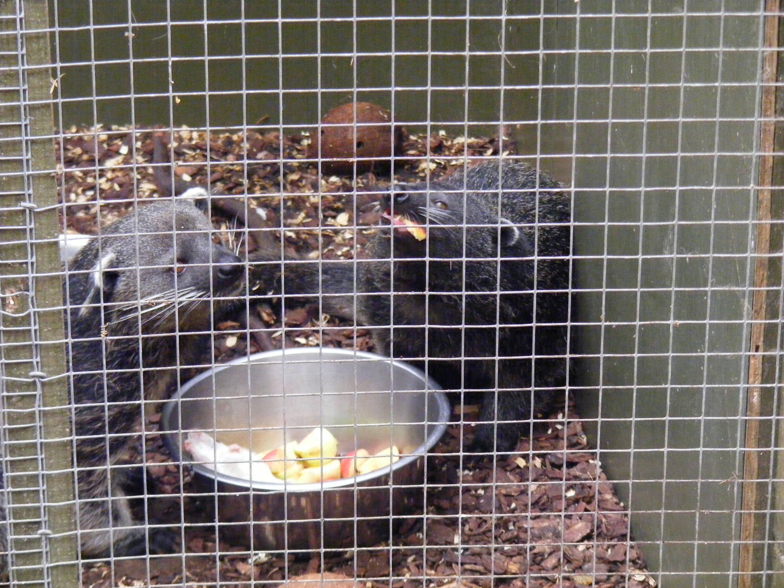 Palawan binturongs at RSCC, 15 August 2010