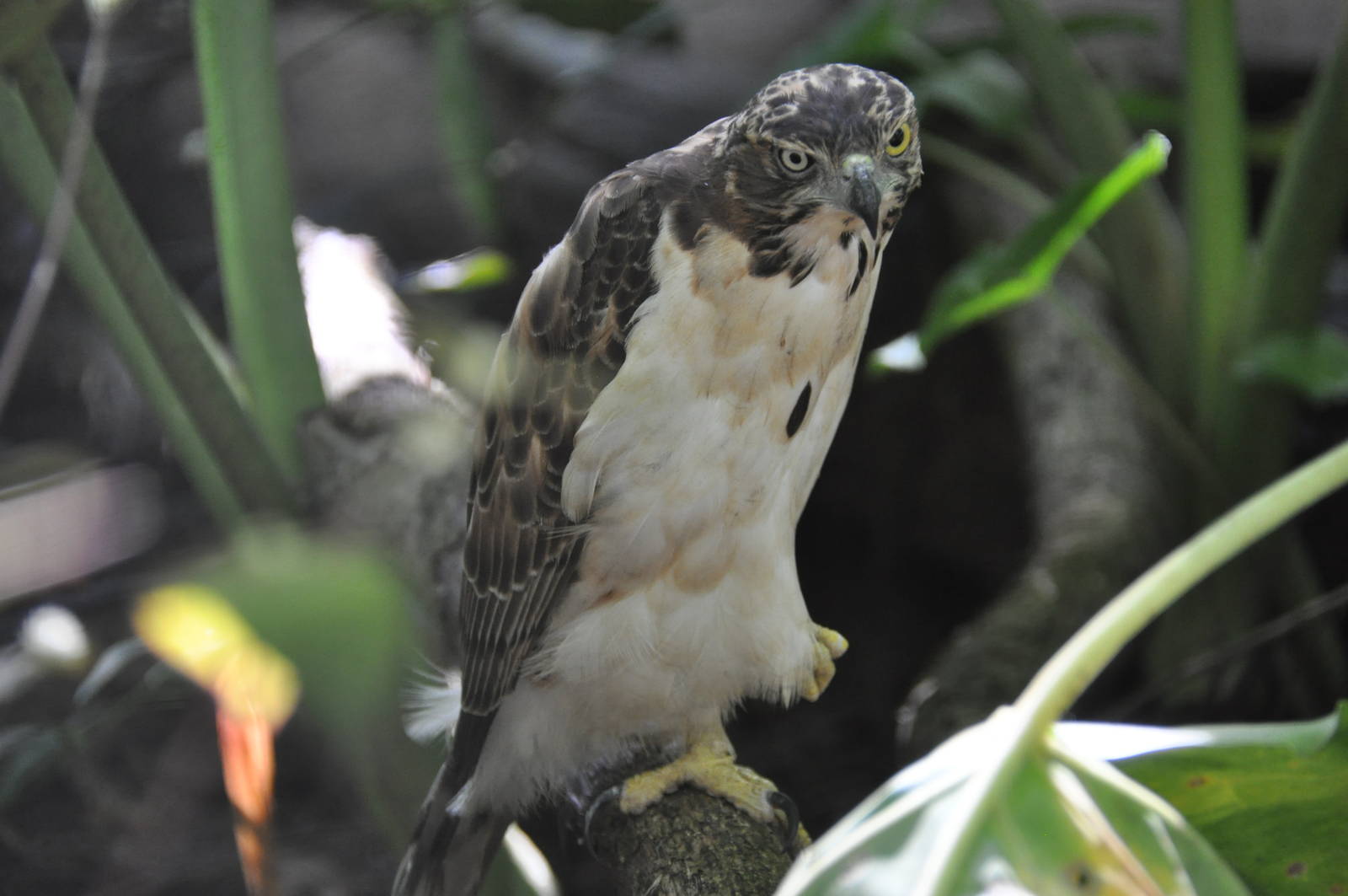 Palawan crested goshawk/ Accipiter trivirgatus palawanus