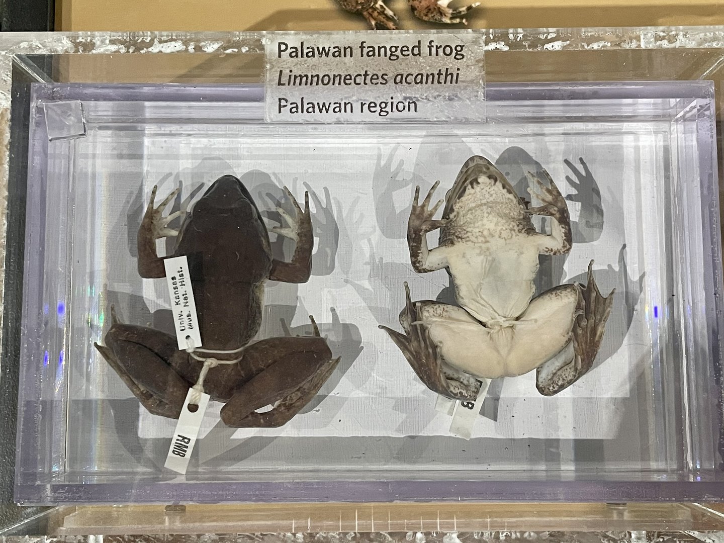 Palawan Fanged Frog