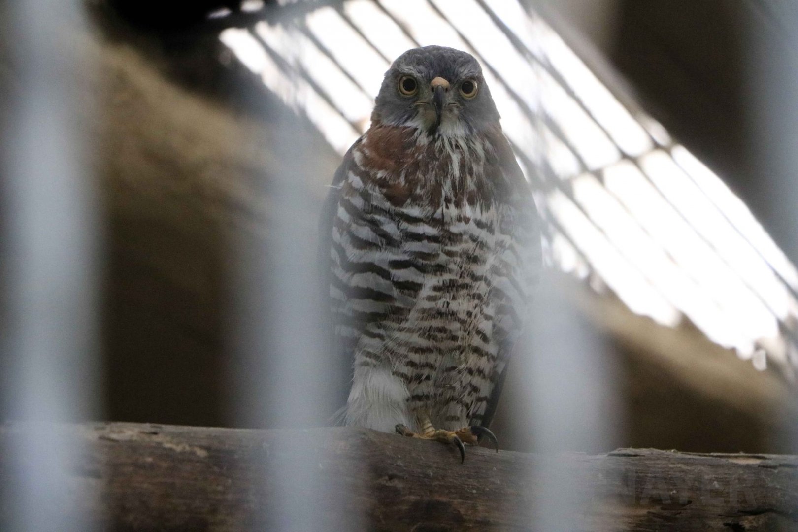 Palawan goshawk, July 2016