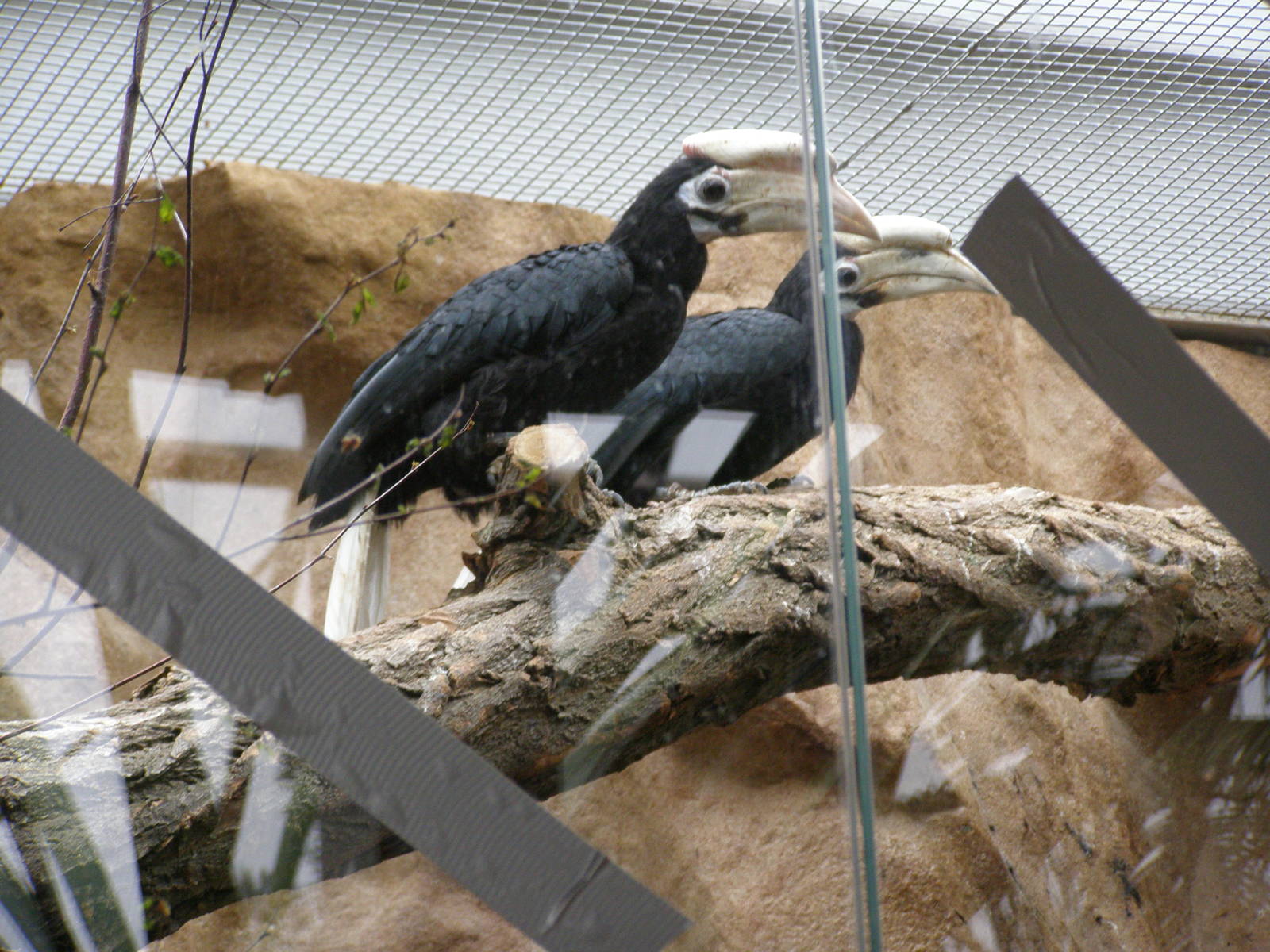 Palawan hornbill (Acanthoceros marchei)