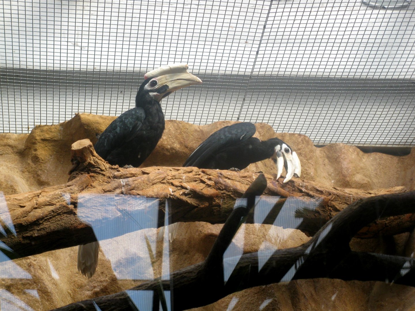 Palawan Hornbill (Anthracoceros marchei) - 08.2013