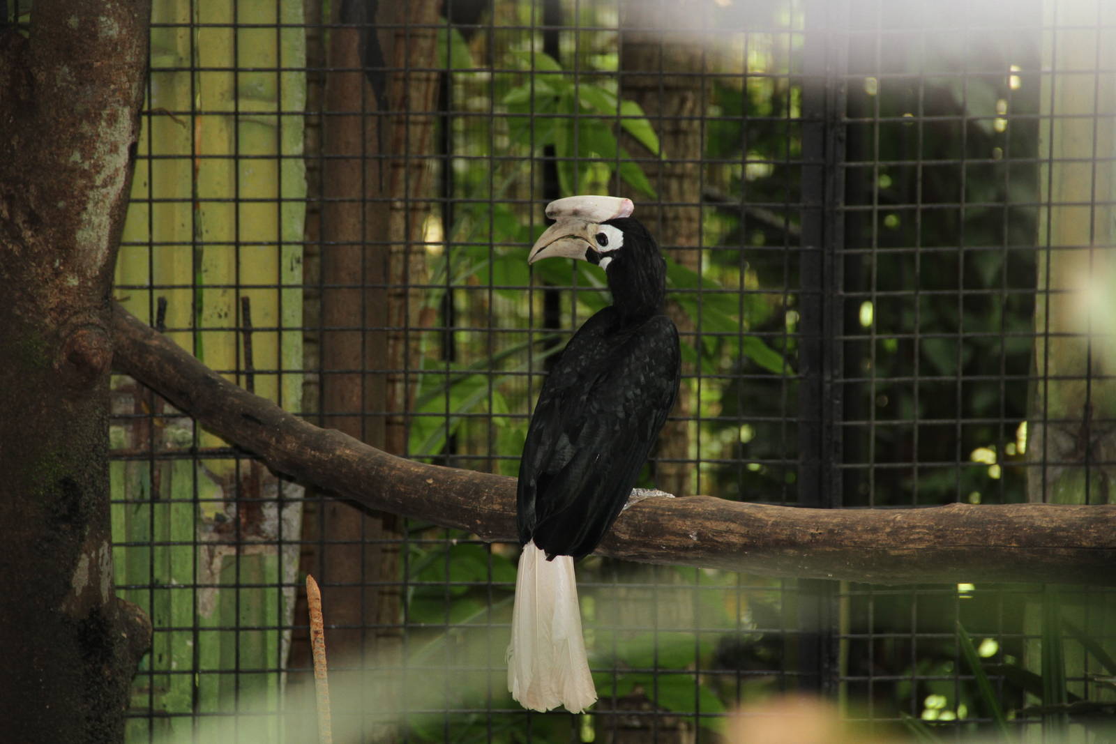 Palawan Hornbill (Anthracoceros marchei)