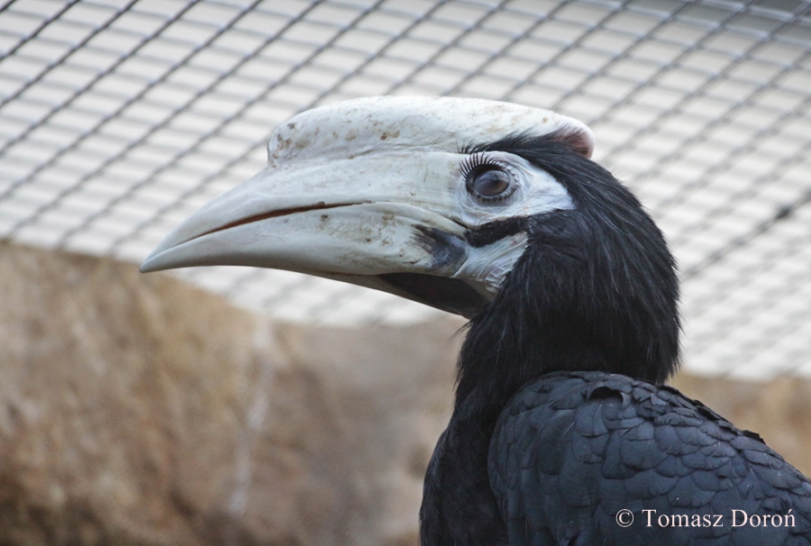 Palawan Hornbill (Anthracoceros marchei)