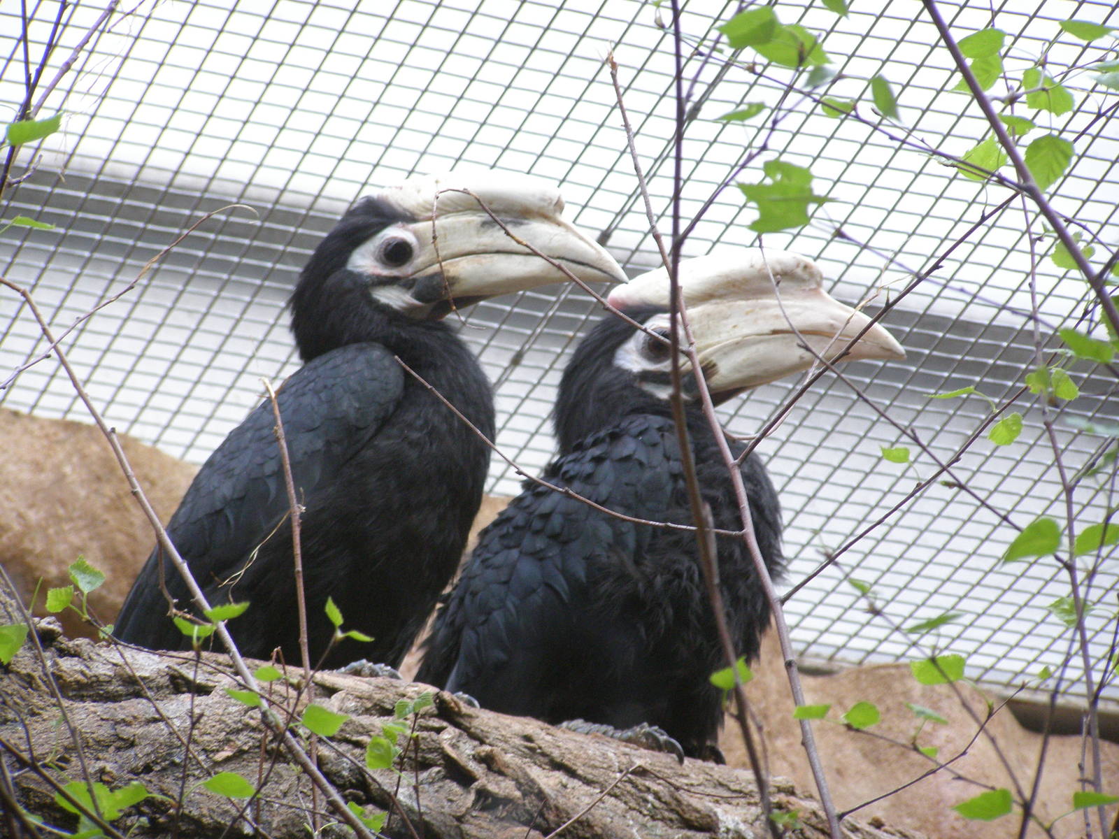 Palawan hornbill (Anthracoceros marchei)