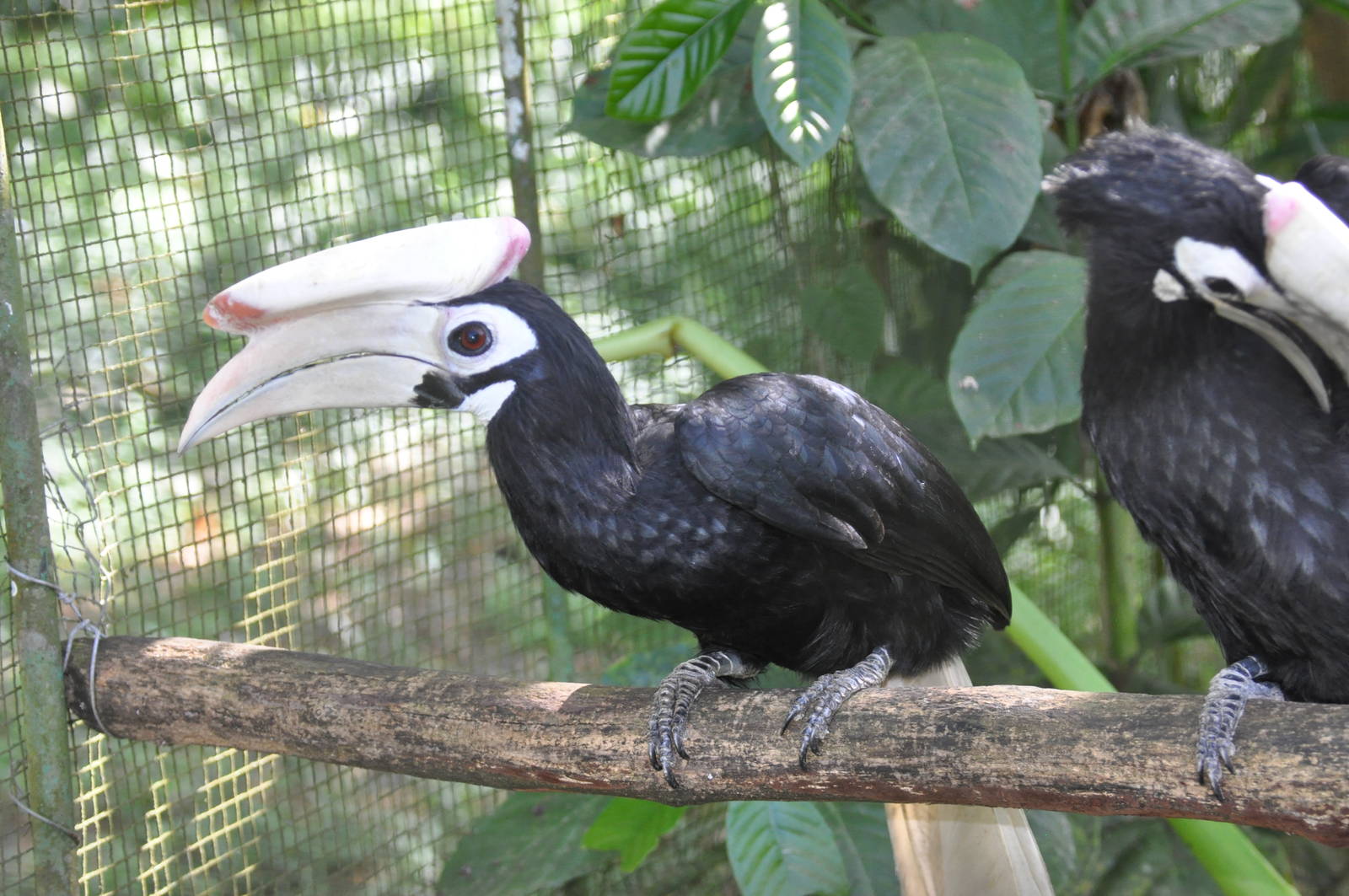Palawan hornbill/ Anthracoceros marchei