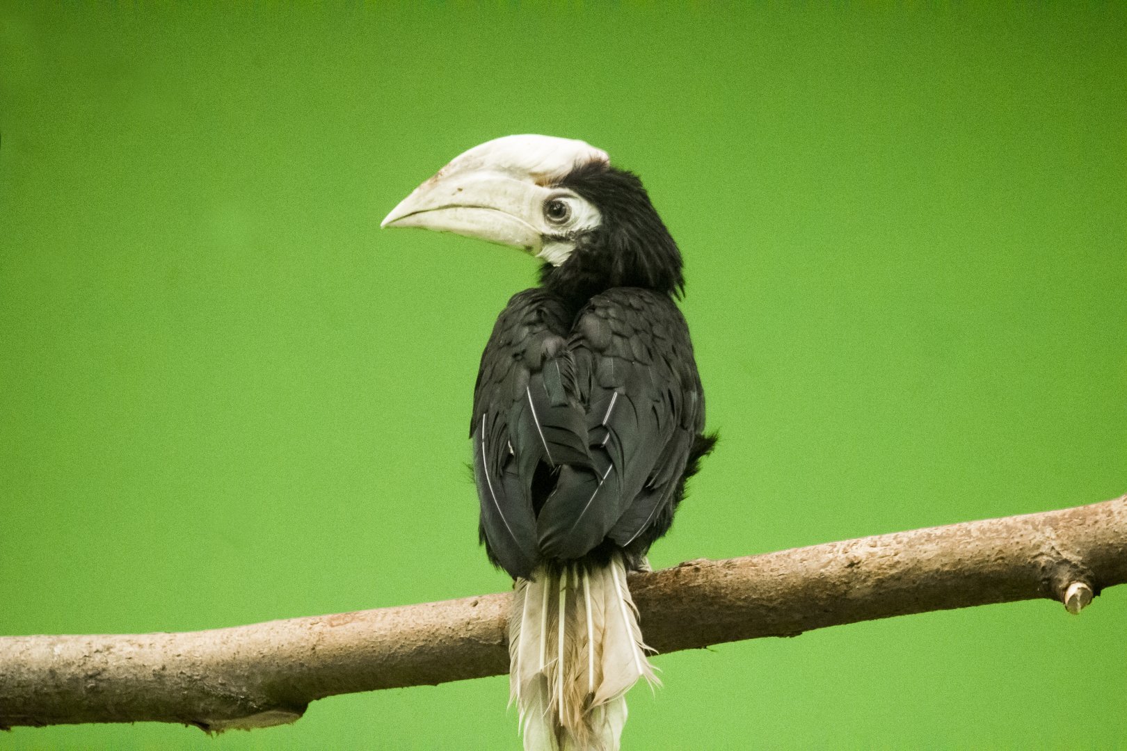 Palawan hornbill, Anthracoceros marchei