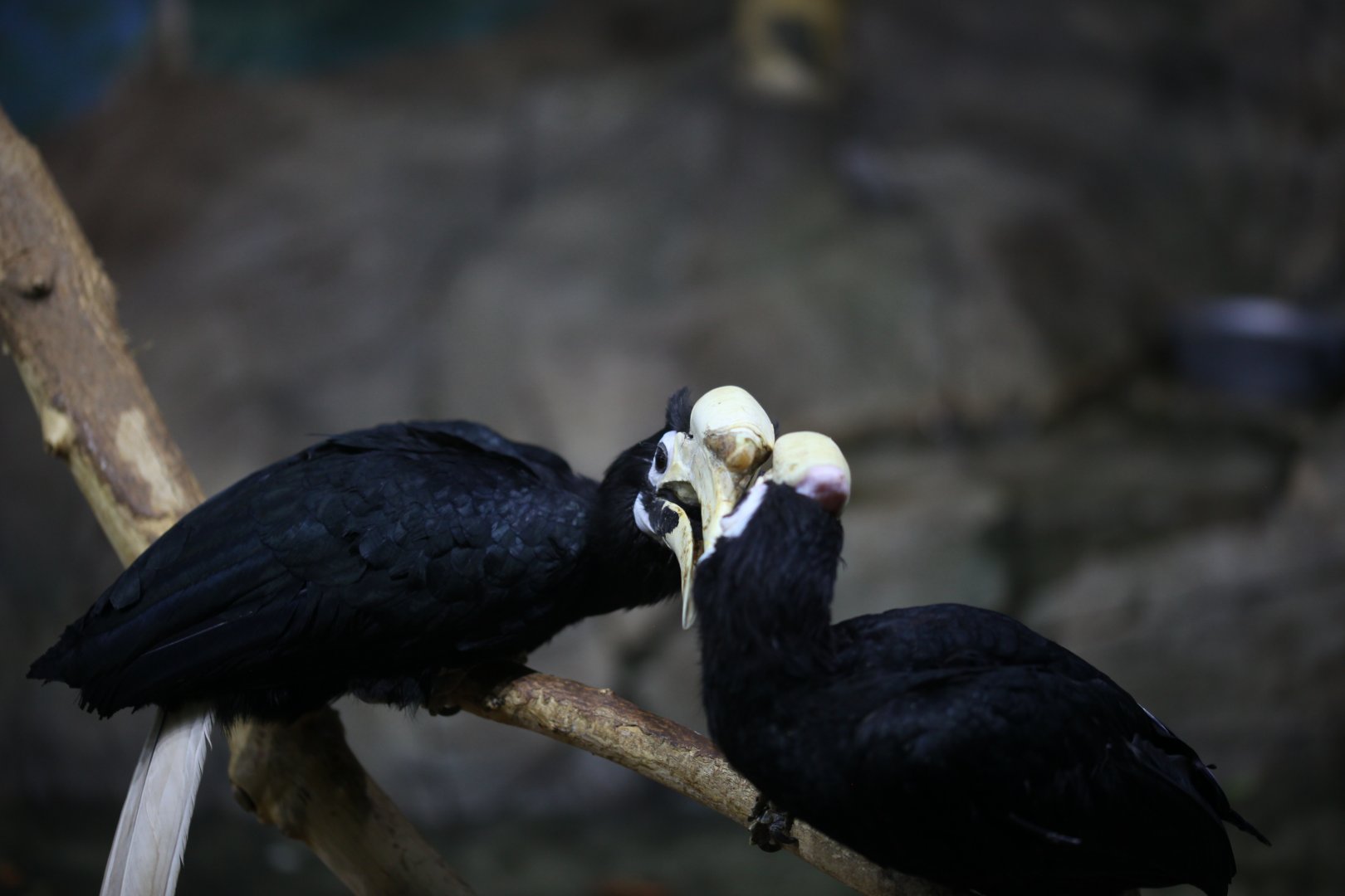 Palawan hornbill (Anthracoceros marchei)