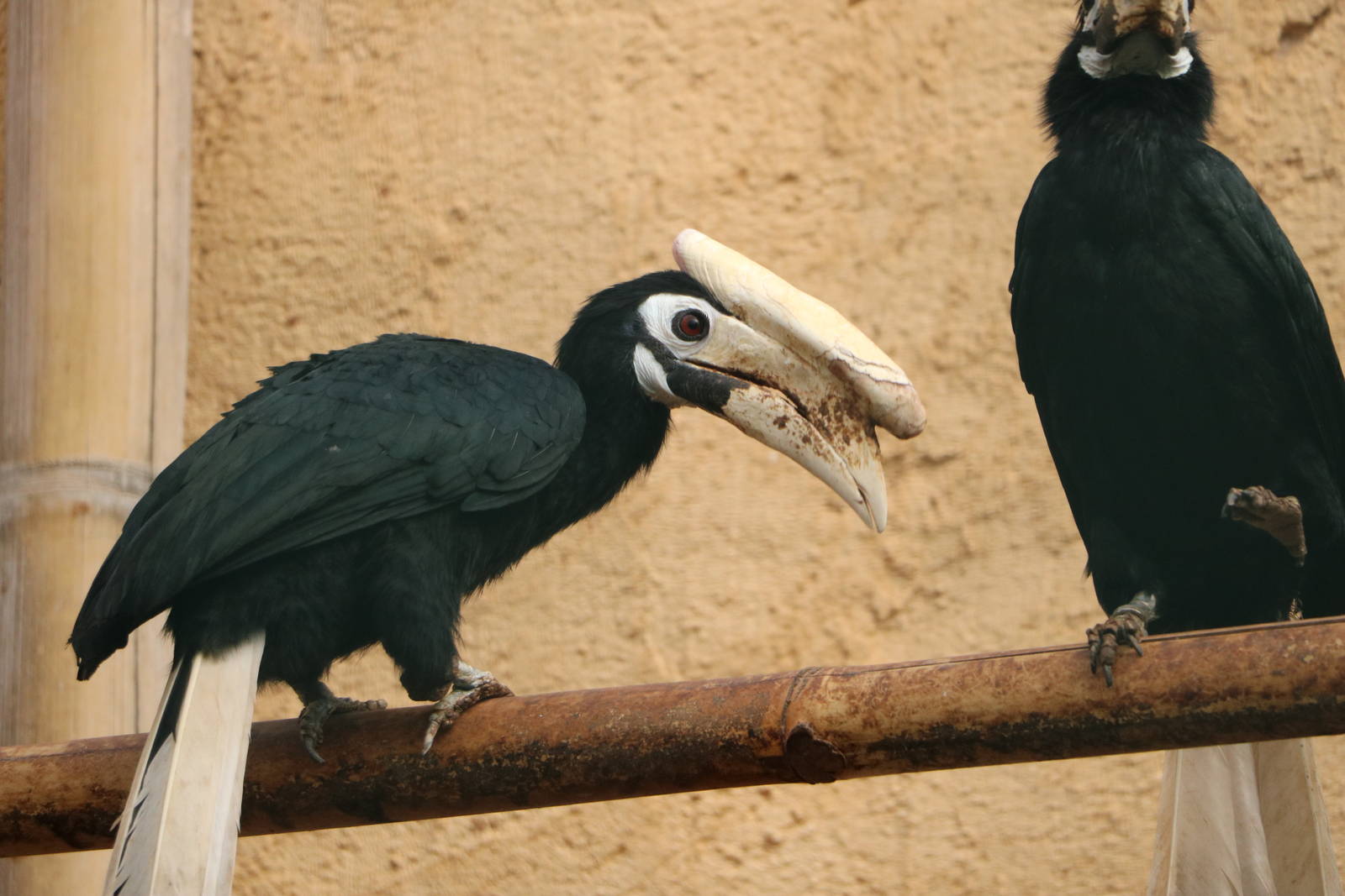 Palawan hornbill, February 2016
