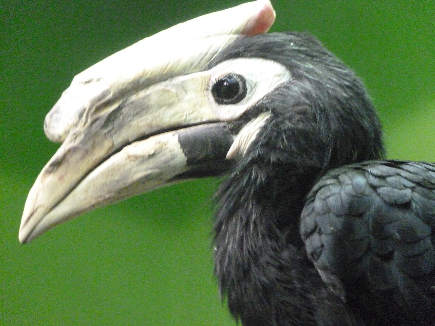 Palawan hornbill -Zoo Plzeň (2025)