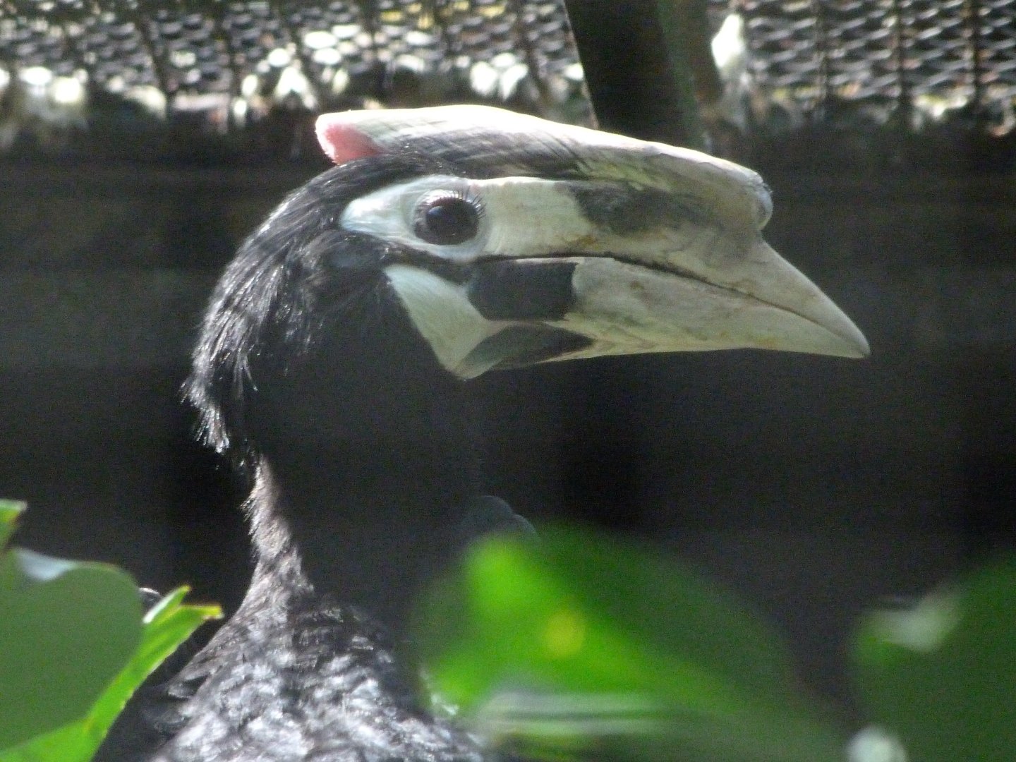 Palawan hornbill -Zoo Praha (2025)