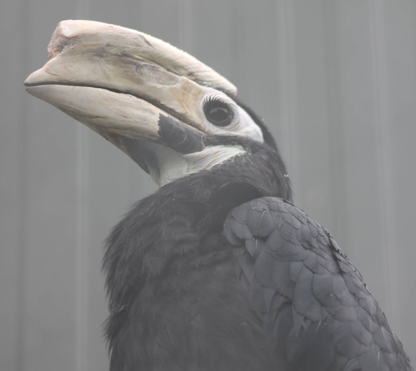 Palawan hornbill