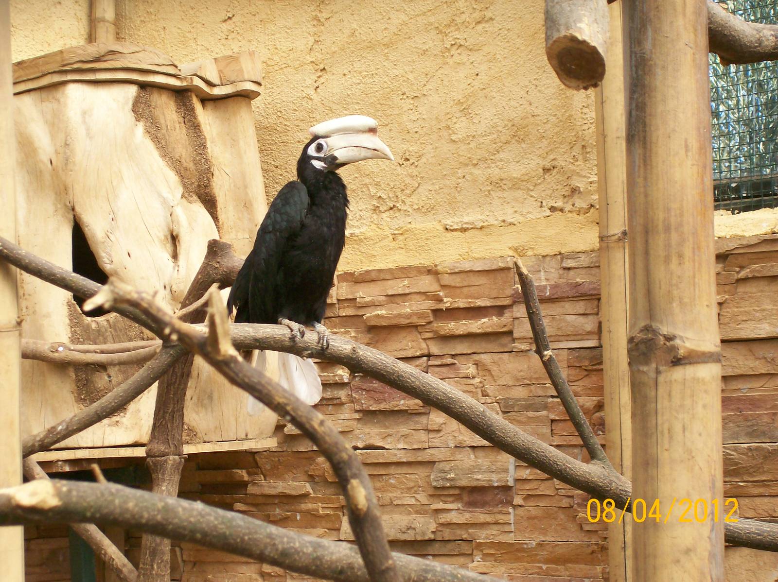 Palawan hornbill