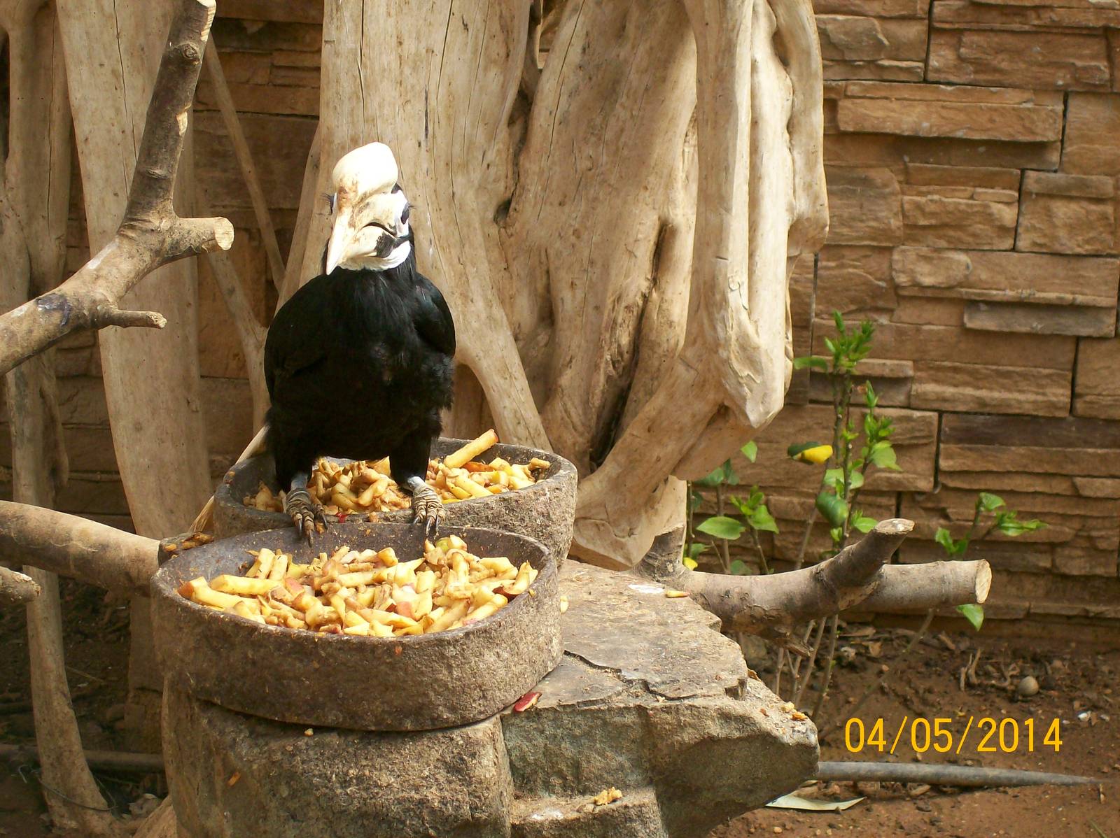 Palawan hornbill