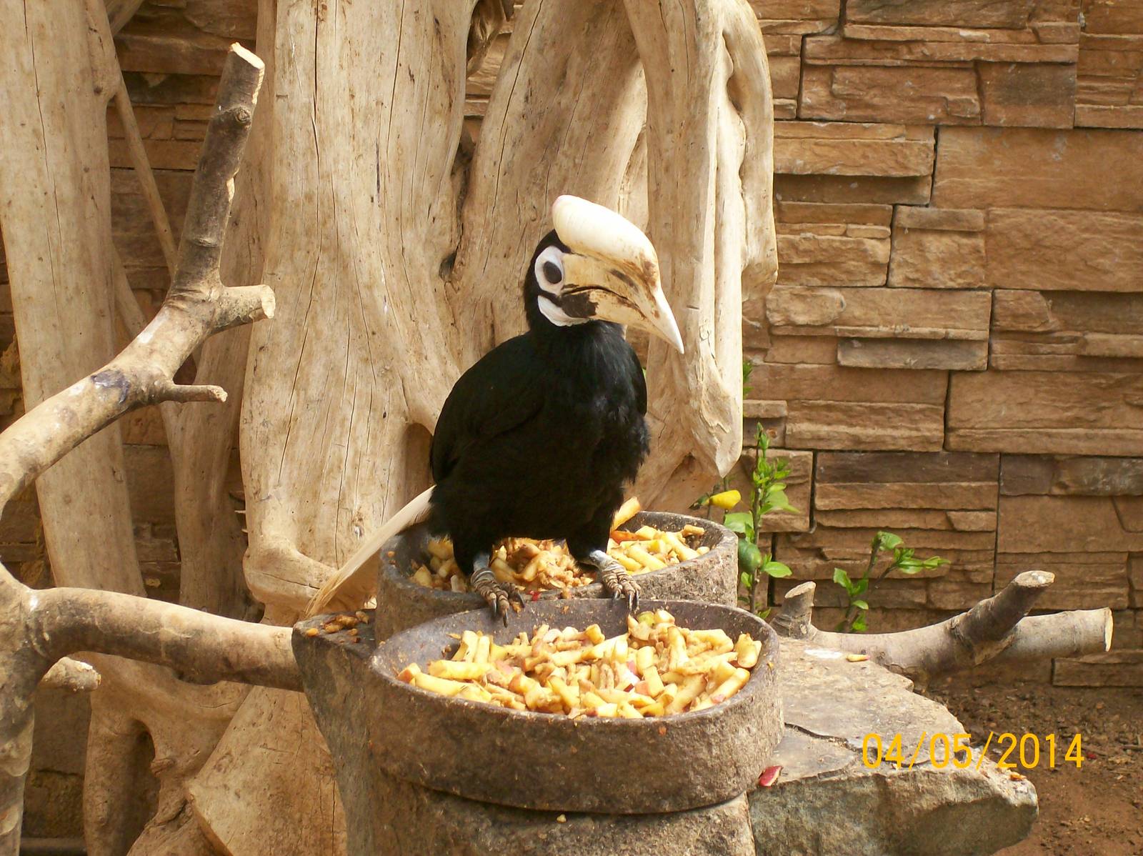 Palawan hornbill