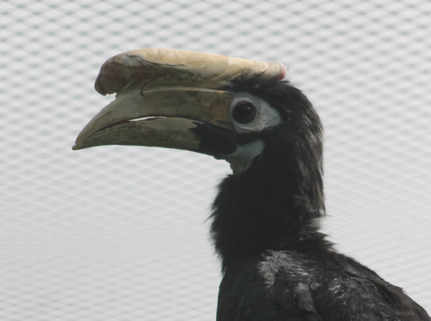 Palawan hornbill