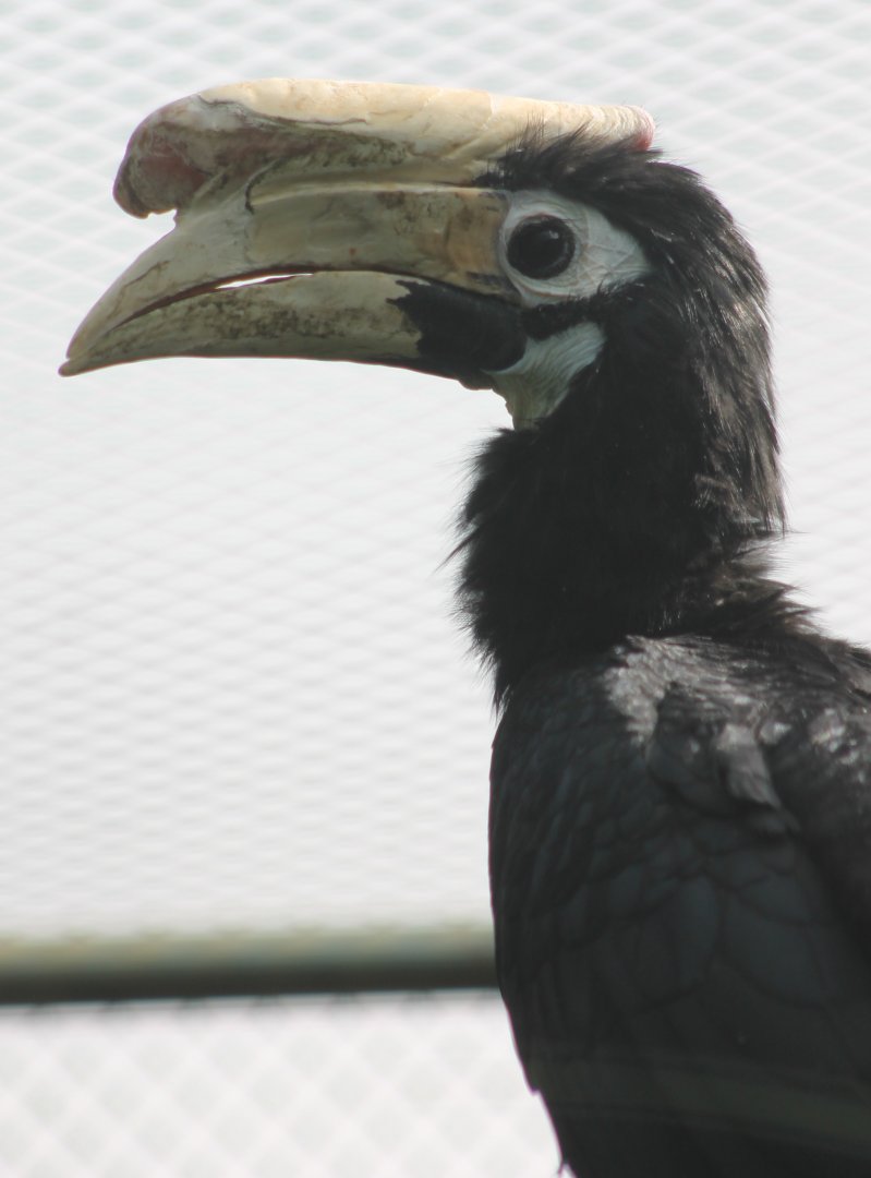Palawan hornbill