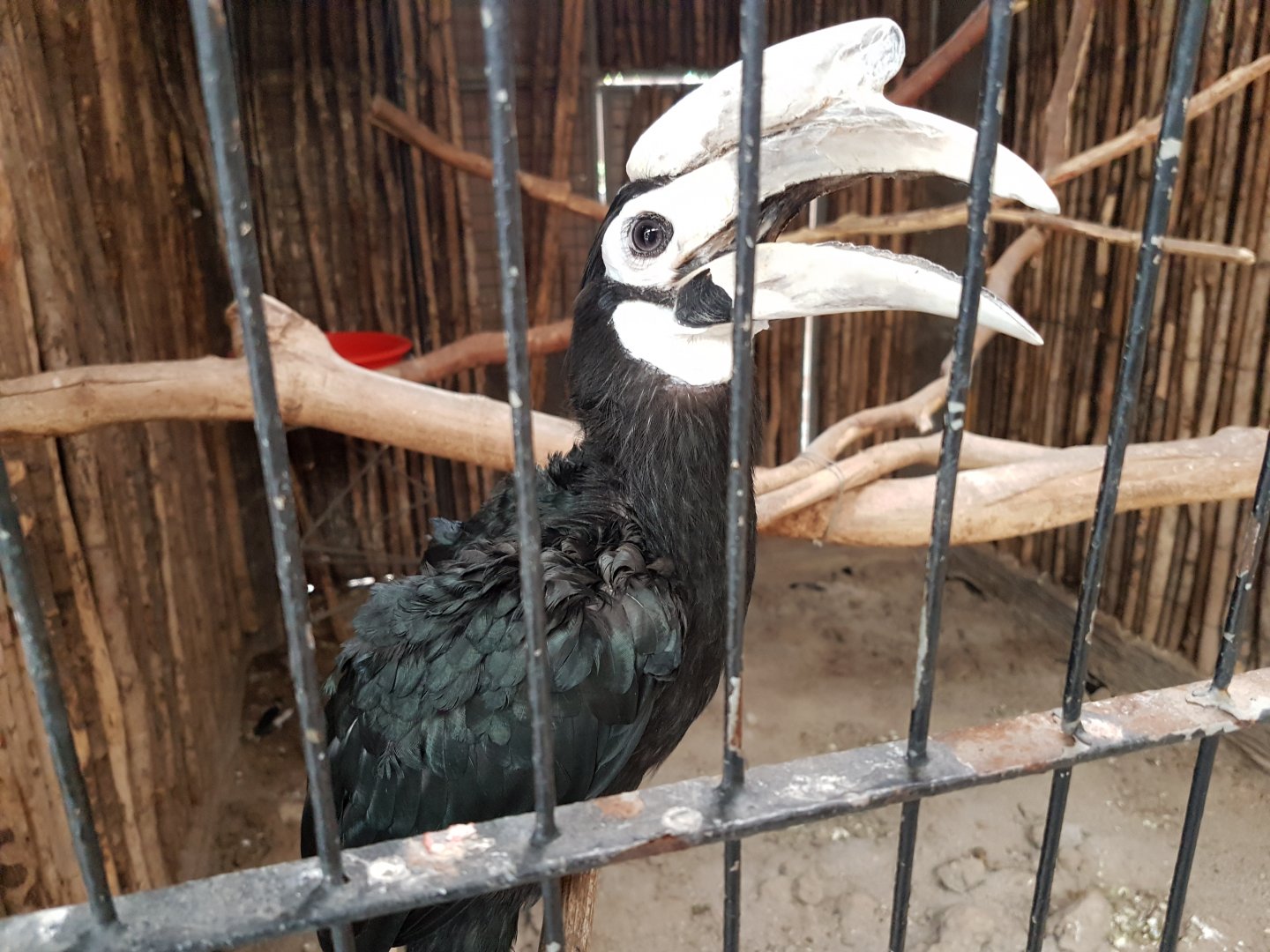 palawan hornbill