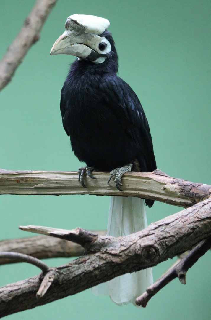 Palawan hornbill