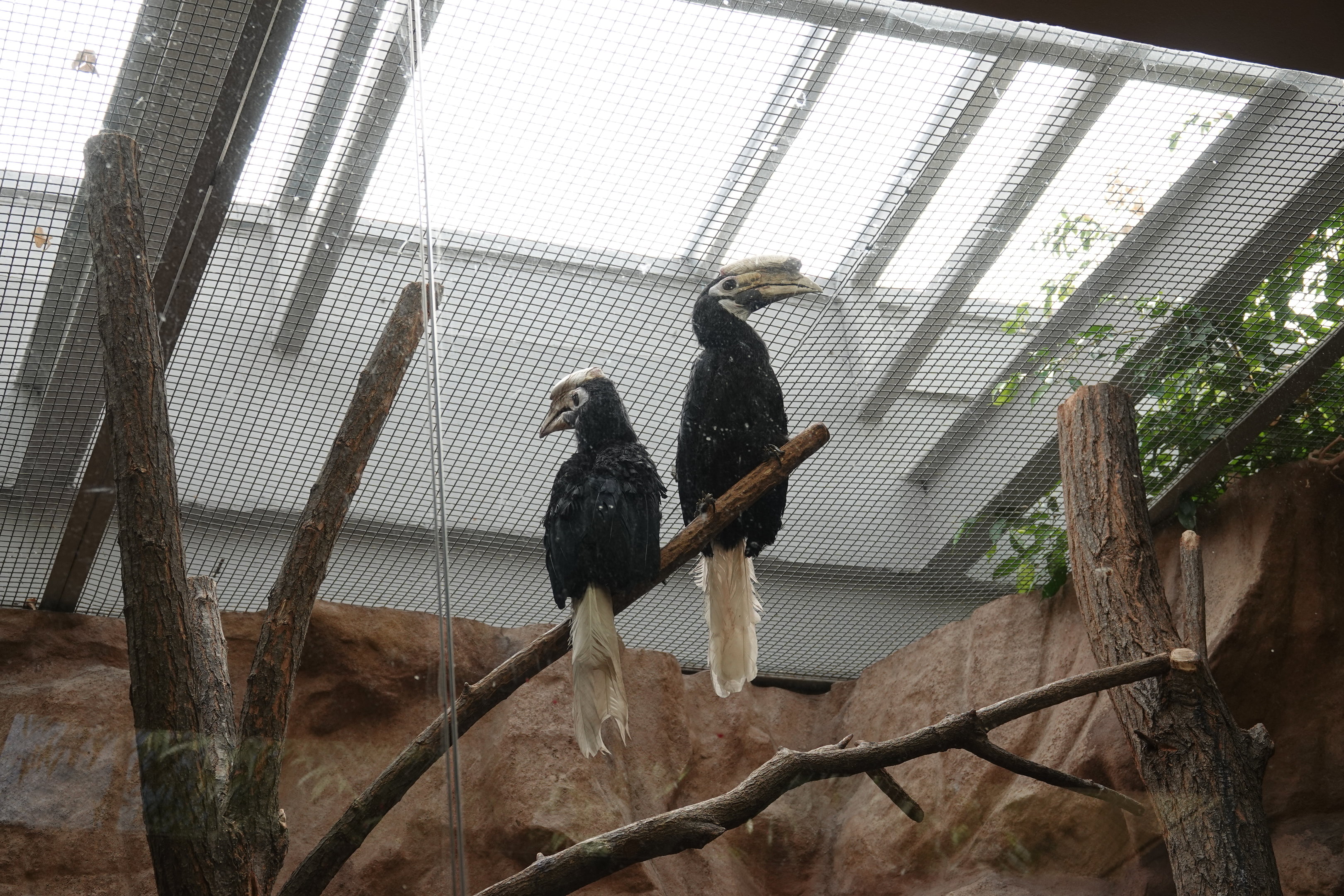 Palawan hornbill