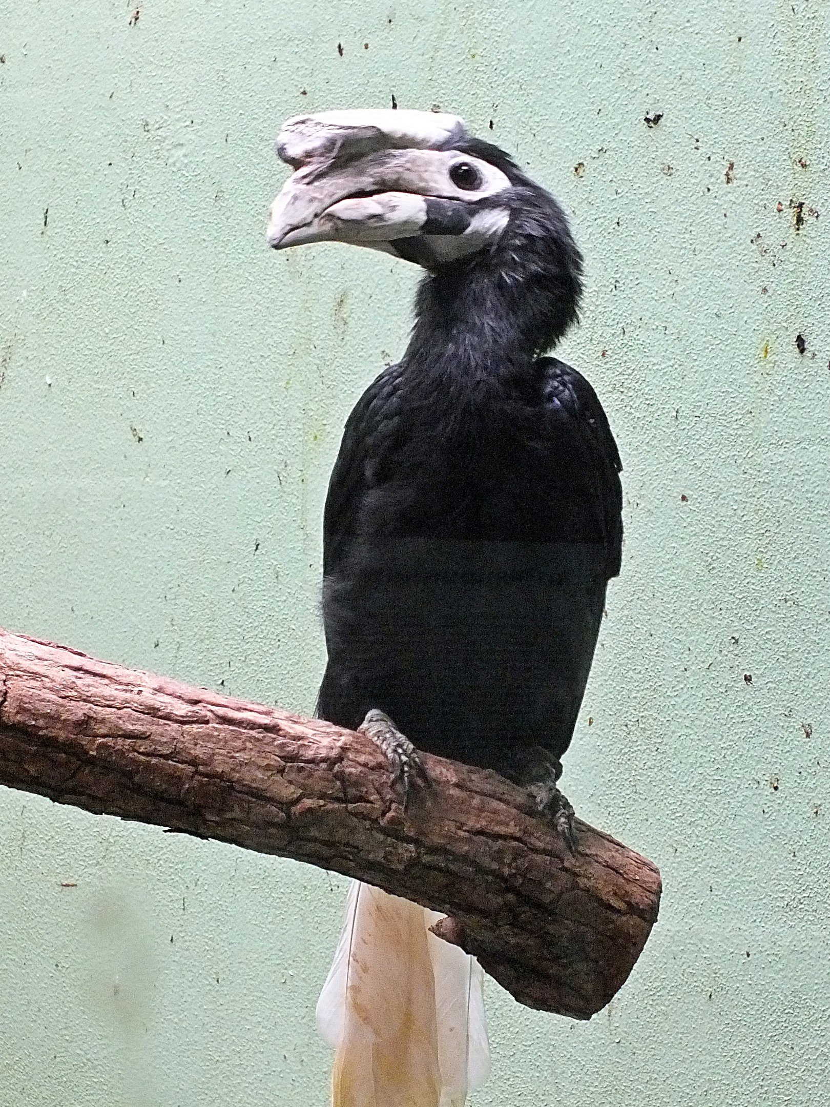 Palawan hornbill