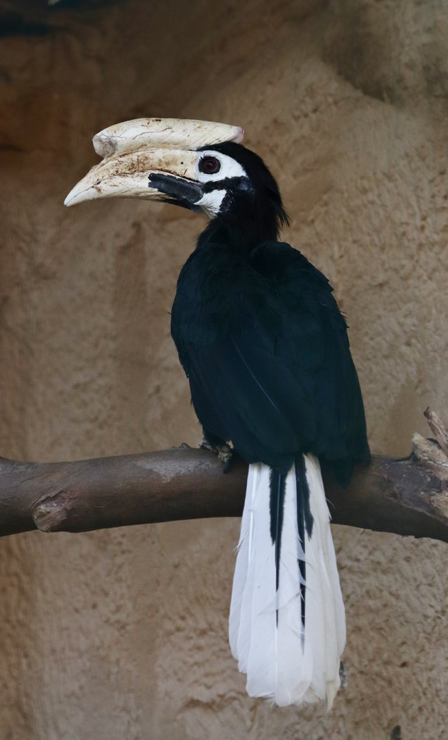 Palawan hornbill