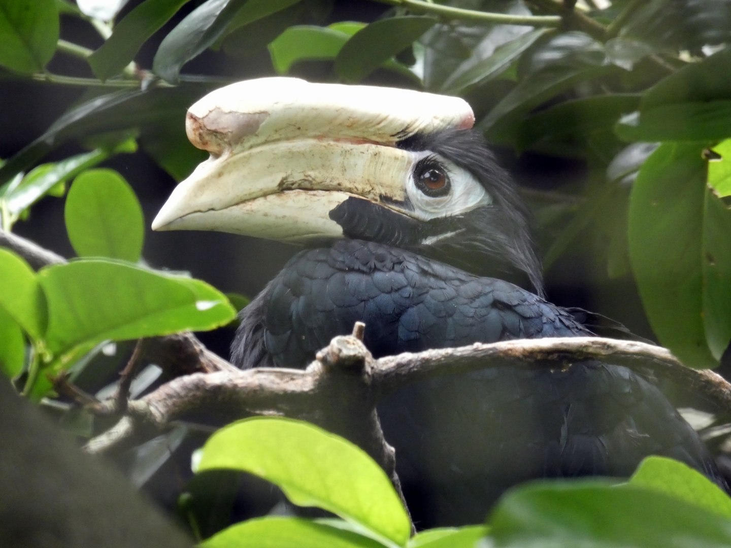 Palawan hornbill