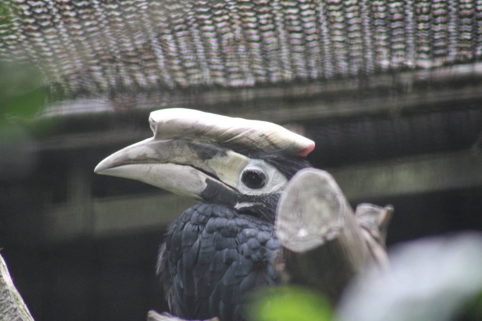 Palawan Hornbill