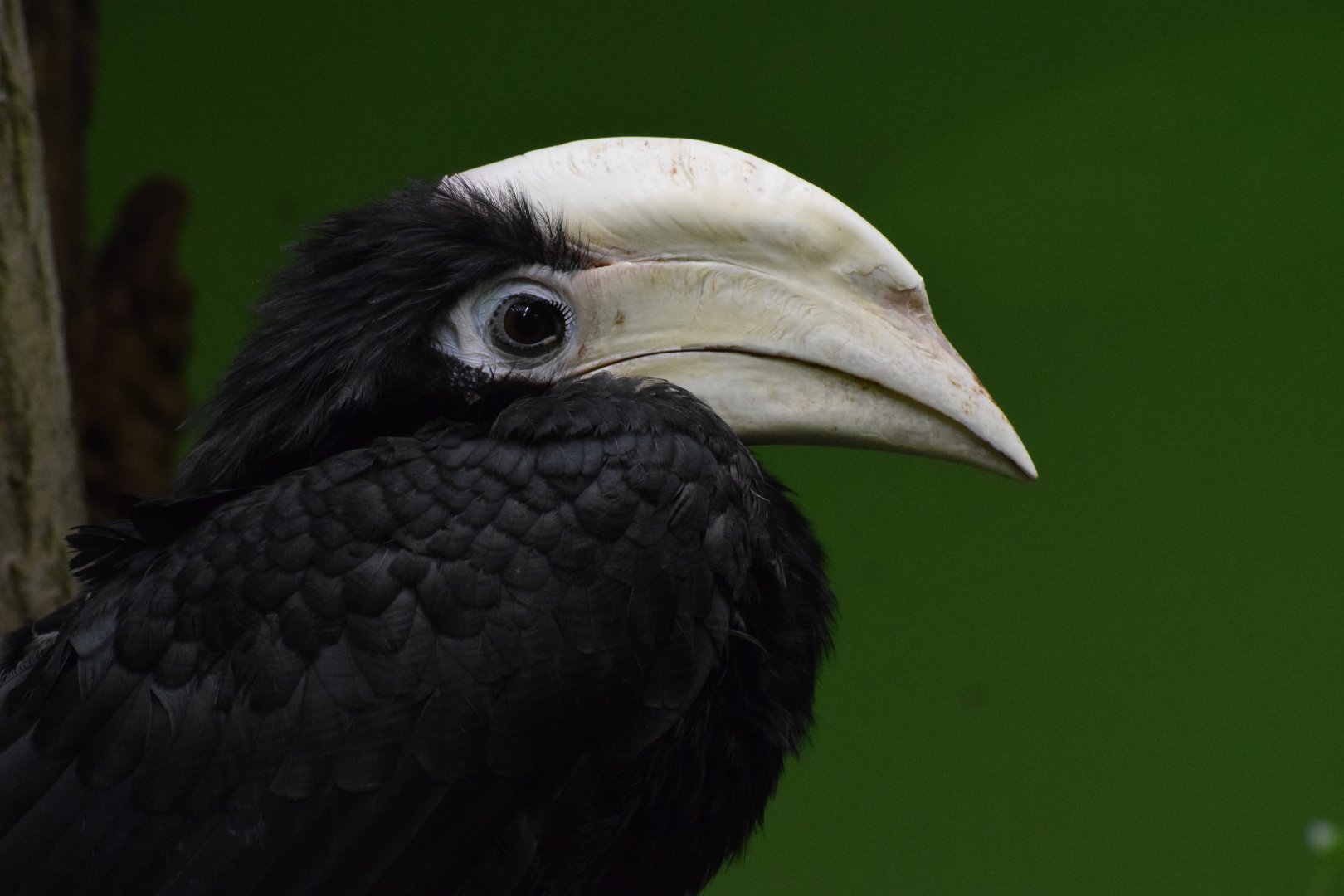 Palawan hornbill