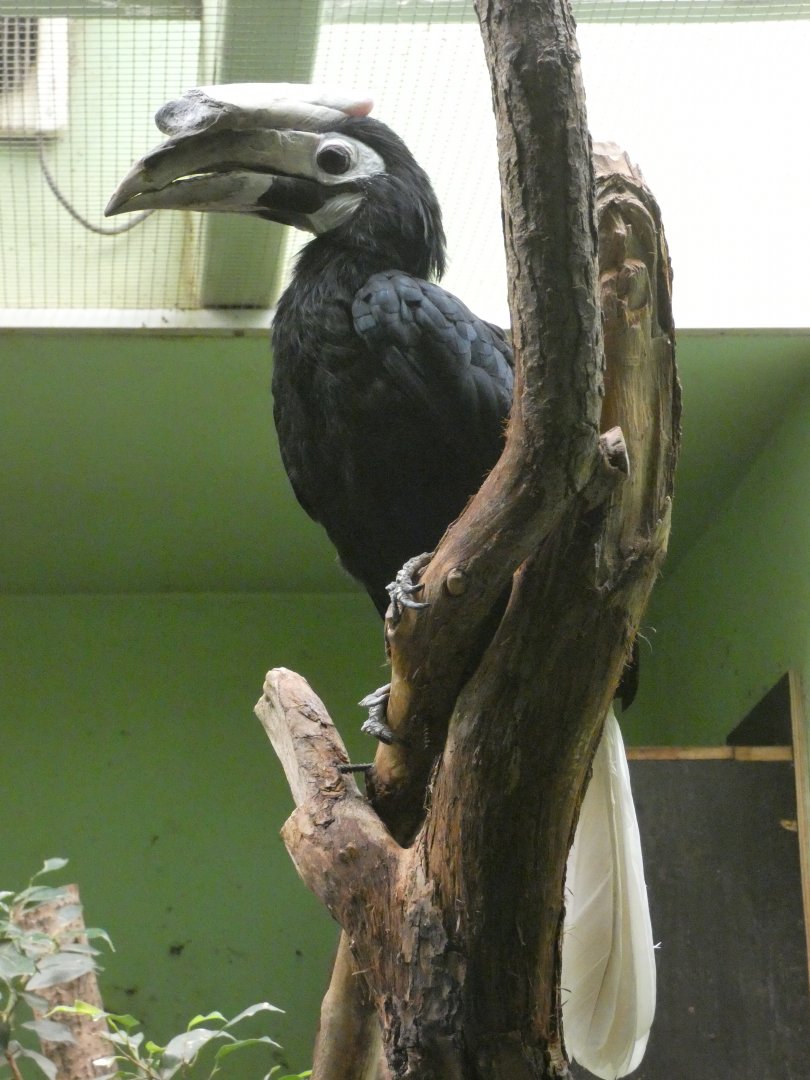 Palawan hornbill