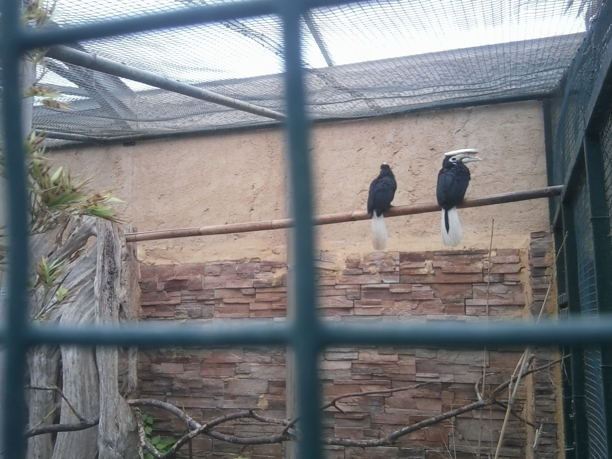 Palawan hornbills, finally :)