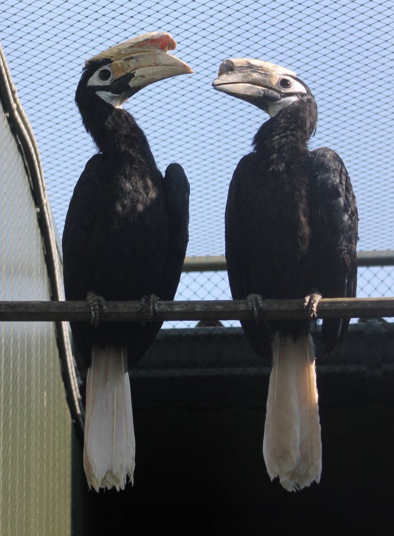 Palawan hornbills