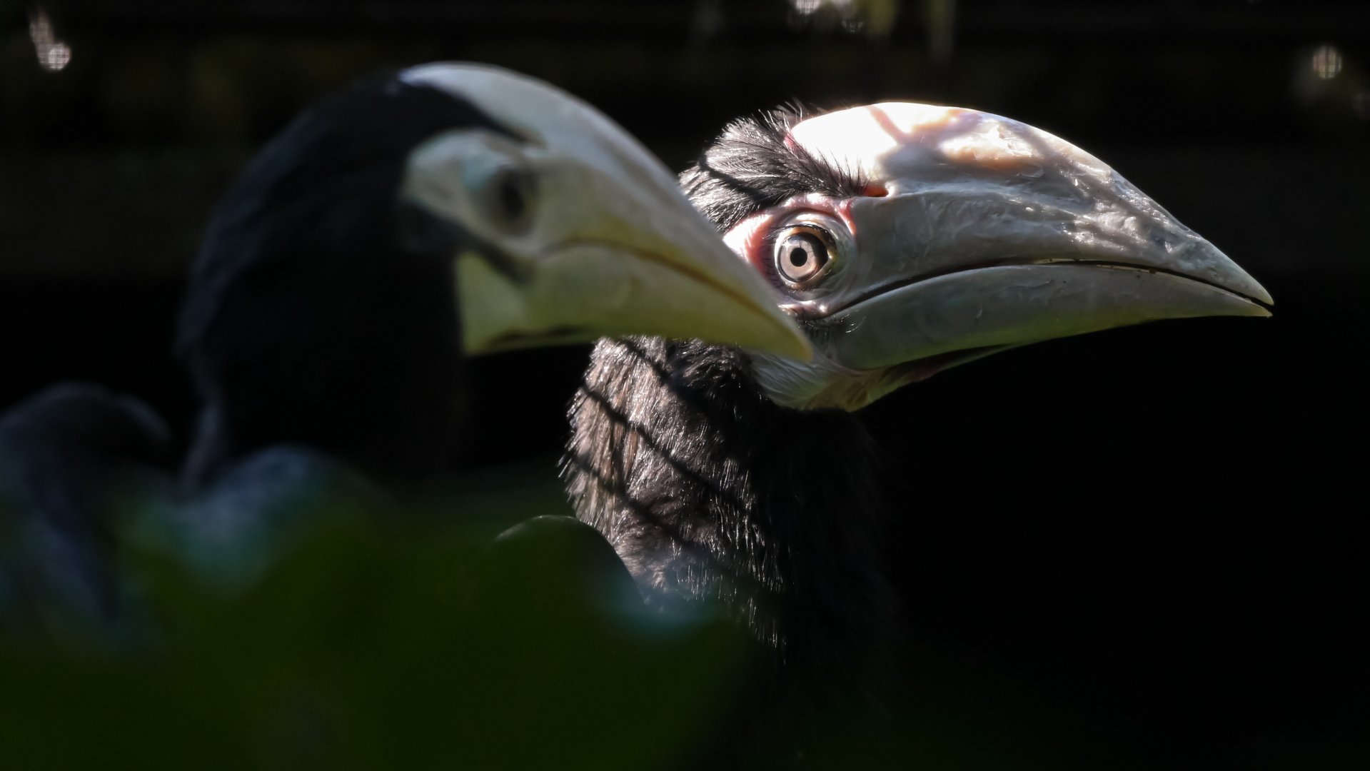 Palawan hornbills