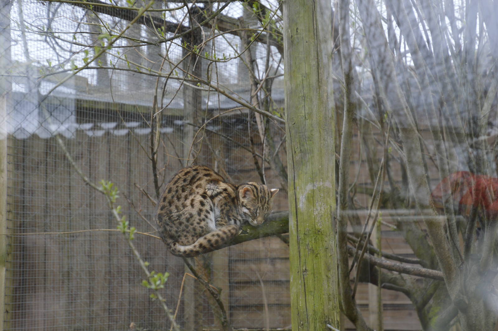 Palawan Leopard Cat 010516