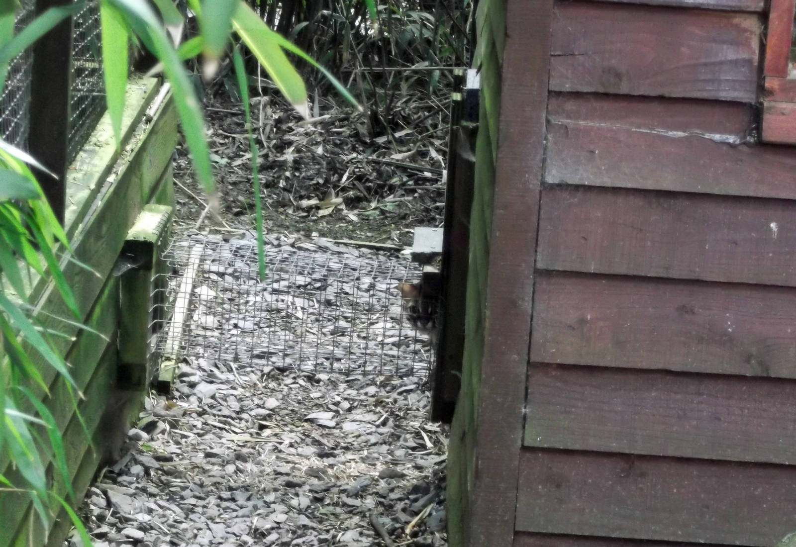 Palawan Leopard Cat 12/4/2014