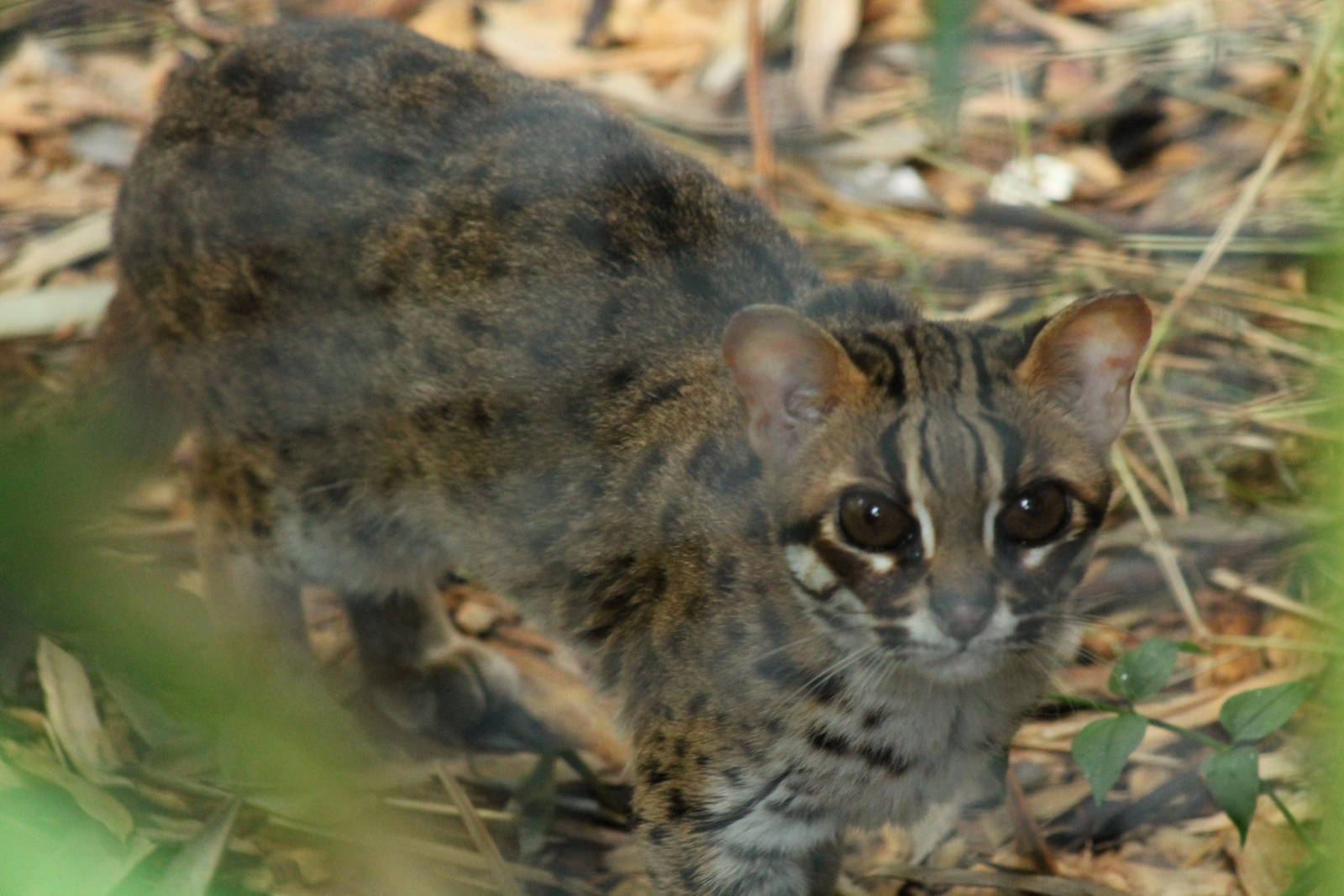 Palawan Leopard Cat - 6th August 2014