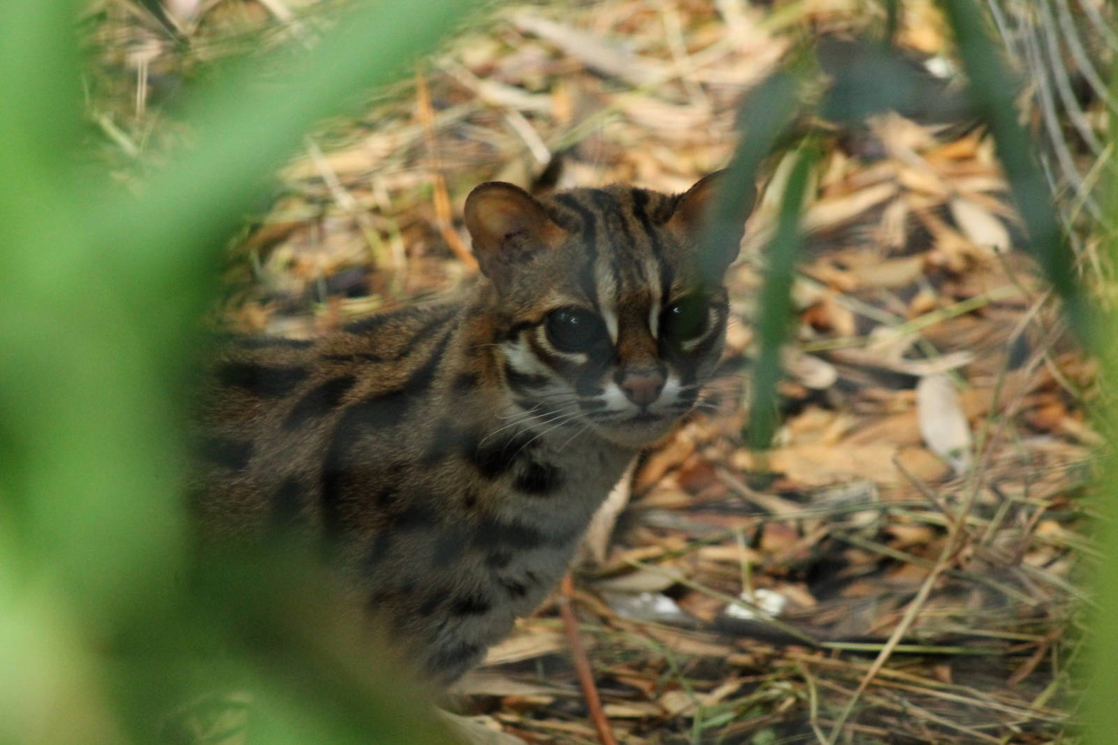 Palawan Leopard Cat - 6th August 2014