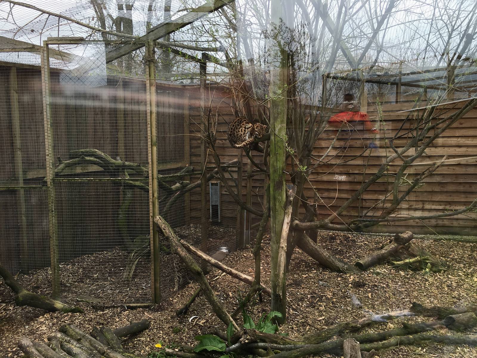 Palawan Leopard Cat enclosure 010516