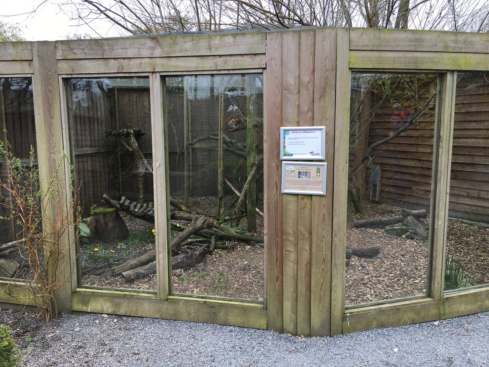 Palawan Leopard Cat enclosure 010516