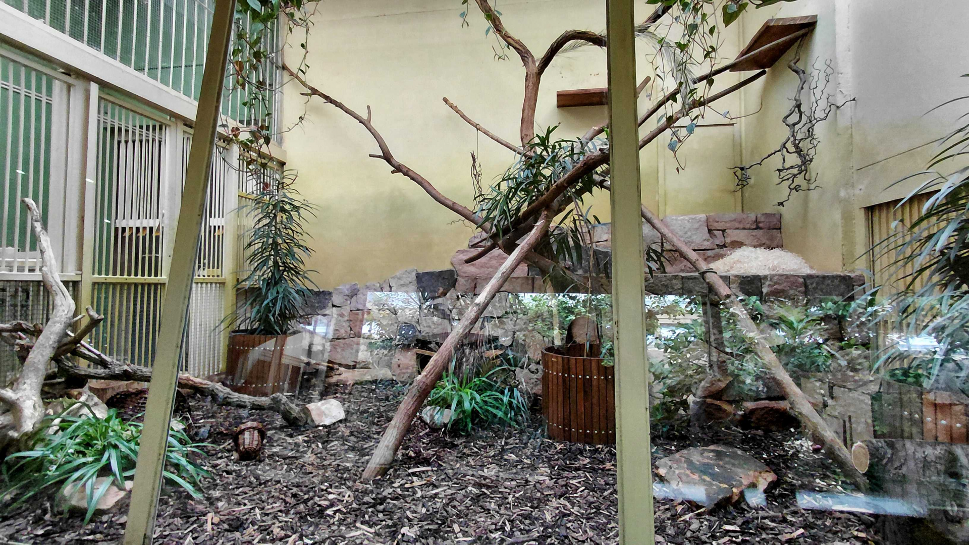 Palawan leopard cat exhibit