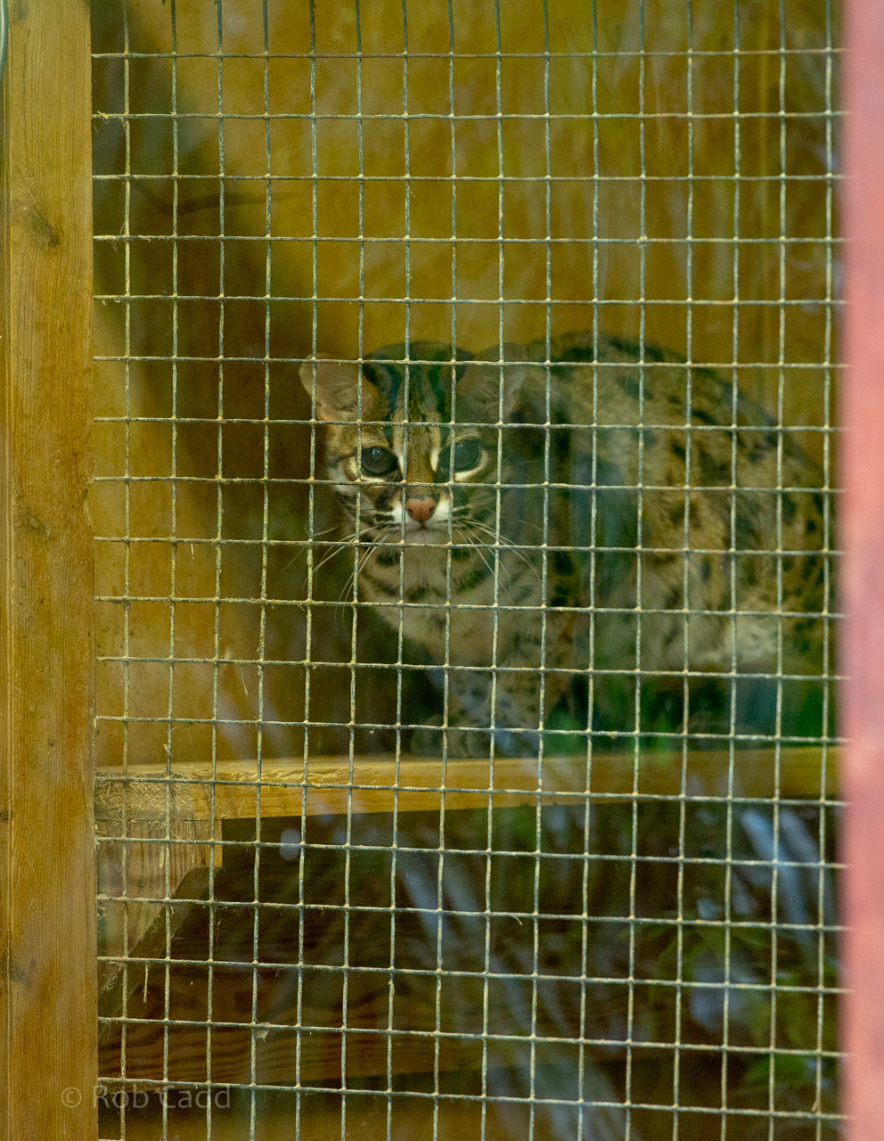 Palawan leopard cat : Exmoor Zoo : 22 May 2015