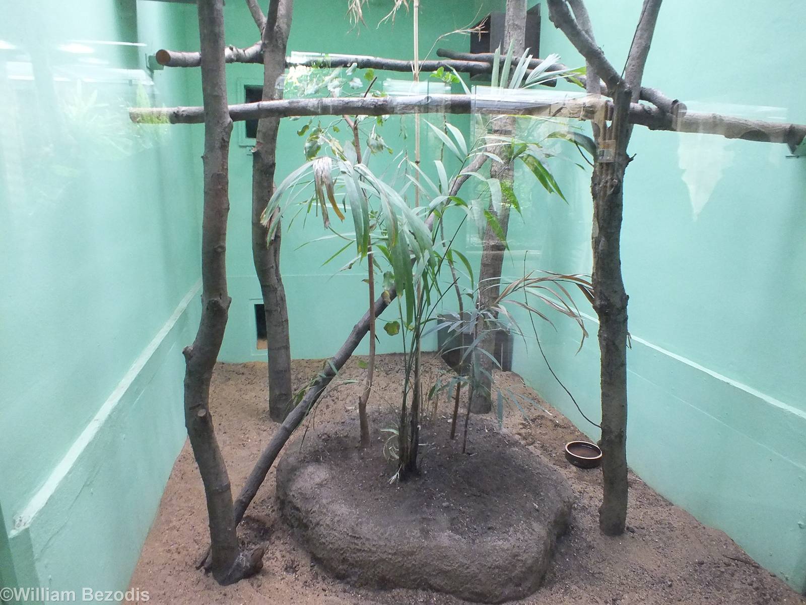 Palawan Leopard Cat Indoor Enclosure