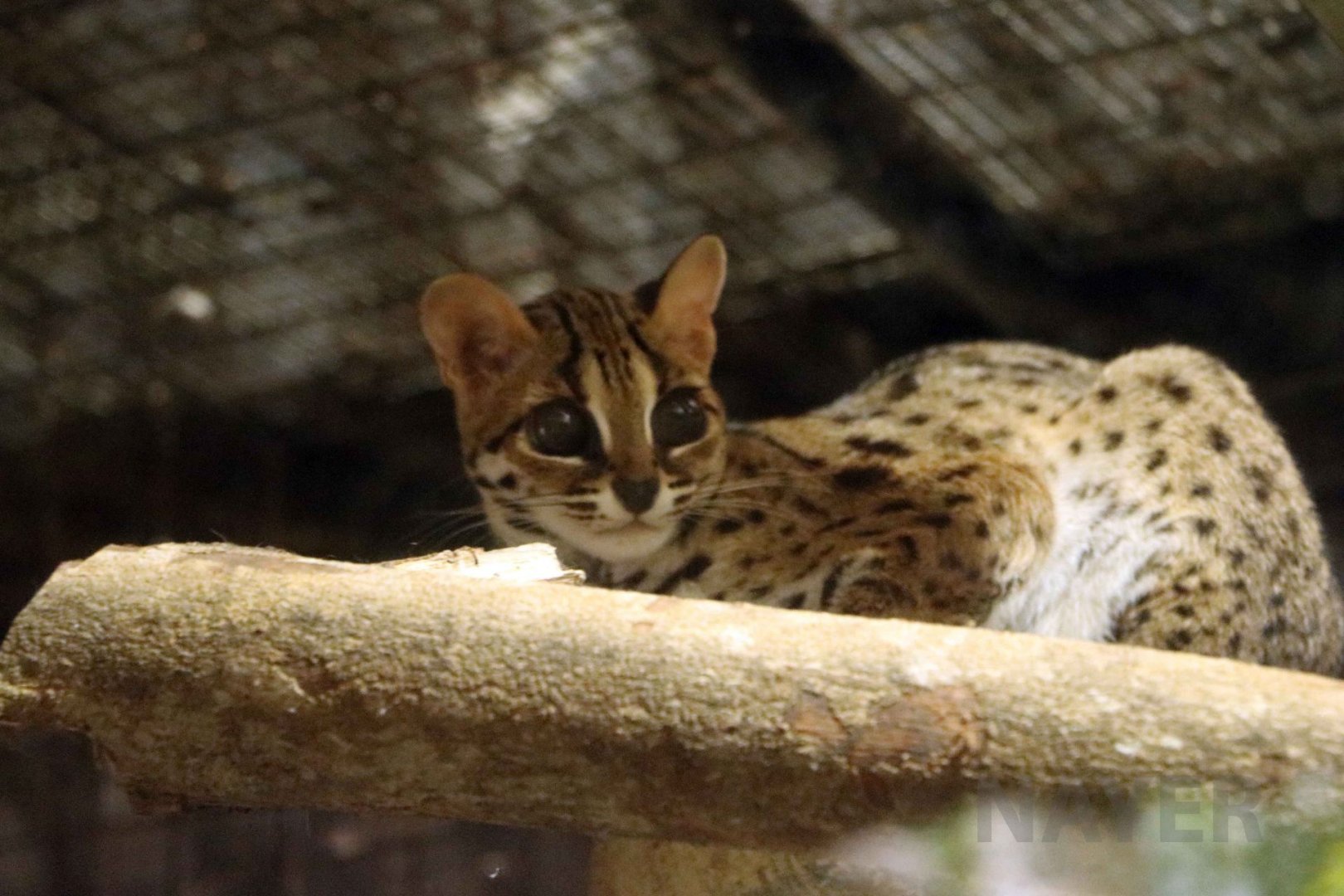 Palawan leopard cat, July 2016
