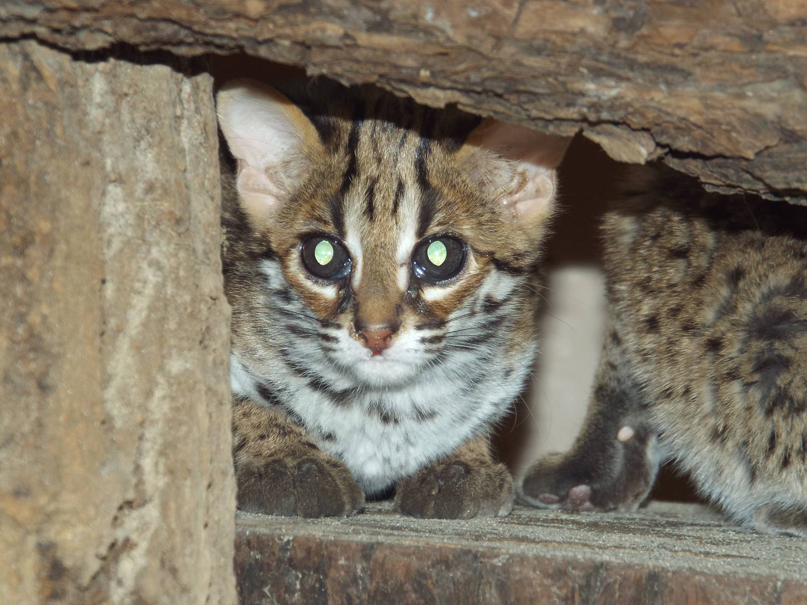 Palawan Leopard Cat (Prionailurus bengalensis heaneyi) at Tierpark Berlin -